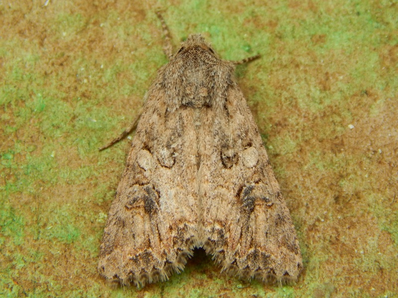 Anarta trifolii?